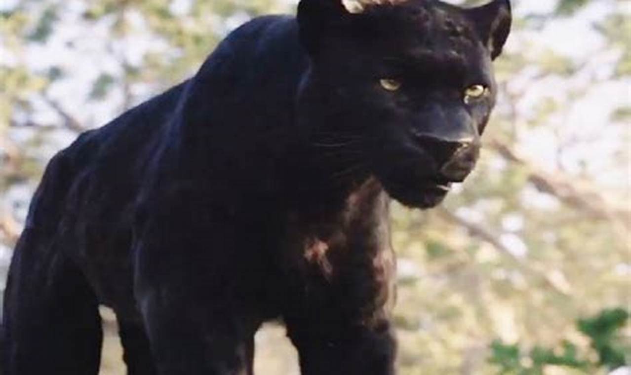 panther from the jungle book